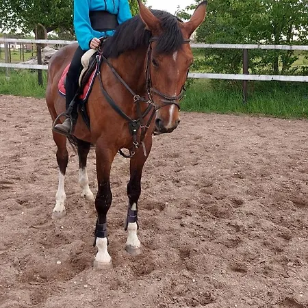 Lejlighed U Jizdarny Skalice (Hradec Kralove)